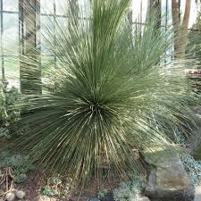 DASYLIRION LONGISSIMUM