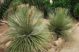 DASYLIRION SERRATIFOLIUM GRACILIS
