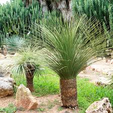 DASYLIRION SERRATIFOLIUM GRACILIS - TRONC