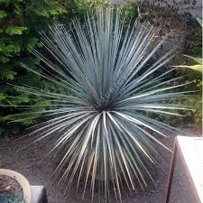 DASYLIRION WHEELERI