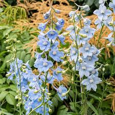 DELPHINIUM BELLA. CLIVEDEN BEAUTY B