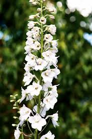 DELPHINIUM BELLA.CASA BLANCA