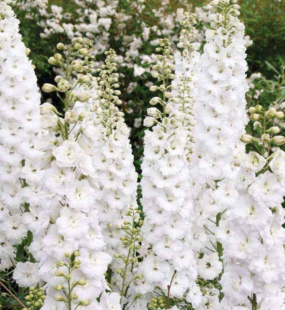 DELPHINIUM BLANCHE