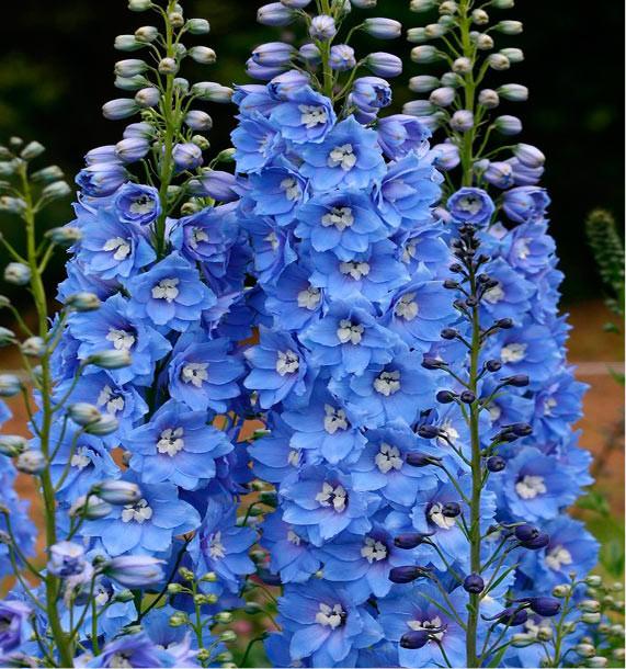 DELPHINIUM BLEUE