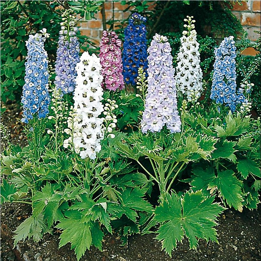 DELPHINIUM NAIN FANTASIA BLANC
