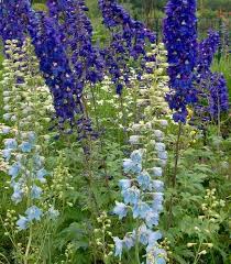[4195] DELPHINIUM NAIN FANTASIA BLEU (Caduc, 50/100)