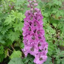 DELPHINIUM NAIN FANTASIA ROSE