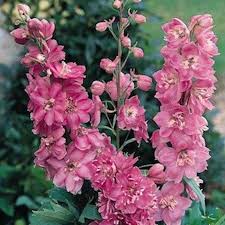 DELPHINIUM PACIFIC ASTOLAT ROSE
