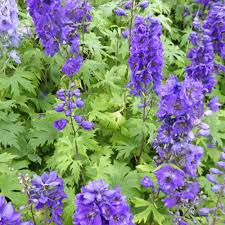 [4199] DELPHINIUM PACIFIC BLACK KNIGHT (Caduc, 100/150)