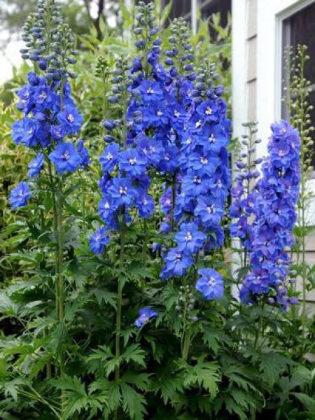 DELPHINIUM PACIFIC BLUE BIRD BLEU FONCÉ
