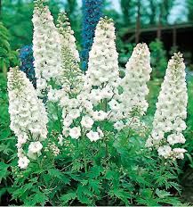 [4201] DELPHINIUM PACIFIC GALAHAD (Caduc, 100/150)