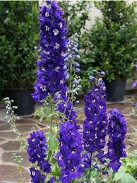 [4202] DELPHINIUM PACIFIC KING ARTHUR (Caduc, 100/150)