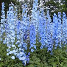 [4203] DELPHINIUM PACIFIC SUMMER SKIES (Caduc, 100/150)