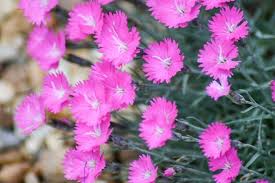 DIANTHUS CAESIUS FEUERHEXE ROSE