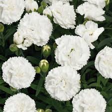 [4244] DIANTHUS FLEURISTE BLANC DBLE (Persistant, 20/50)