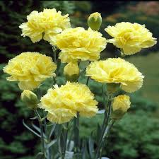 [4246] DIANTHUS FLEURISTE JAUNE DBLE (Persistant, 20/50)