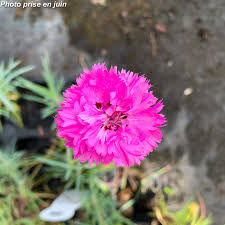 [4247] DIANTHUS FLEURISTE ROSE DBLE (Persistant, 20/50)