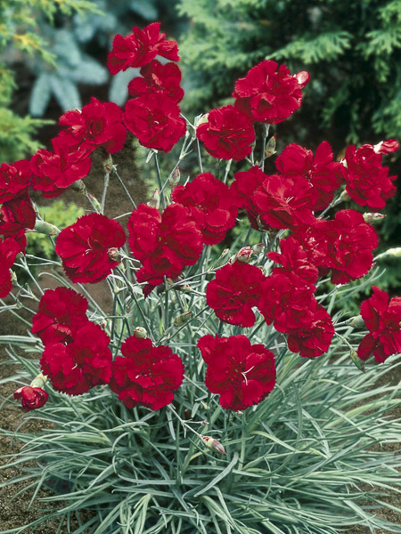 DIANTHUS FLEURISTE ROUGE DBLE
