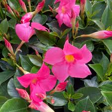 [4308] DIPLADENIA (Persistant, 150/200)