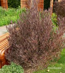 [4318] DODONAEA VISCOSA PURPUREA (Persistant, 200/250)
