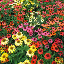 ECHINACEA CHEYENNE SPIRIT VARIÉ