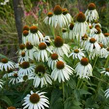 ECHINACEA PURPUREA