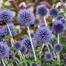 ECHINOPS RITRO