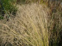 ERAGROSTIS CURVULA BRUN