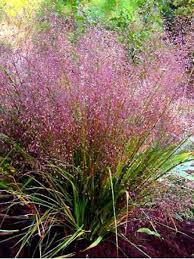 [4549] ERAGROSTIS SPECTABILIS (Herbacé, 50/100)