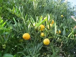 EREMOCITRUS GLAUCA (EREMORANGE) - DEMI TIGE