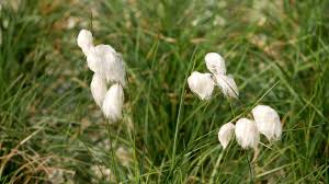 [4592] ERIOPHORUM ANGUSTIFOLIUM BLANC (Caduc, 50/100)