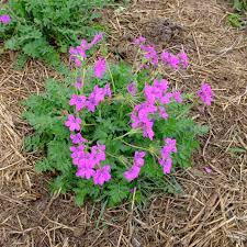 [4594] ERODIUM MANESCAVII (Caduc, 20/50)