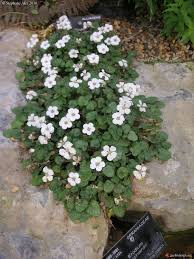ERODIUM REICHARDII CHAMAEDRYOIDES