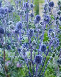 [4598] ERYNGIUM PLANUM (Caduc, 50/100)