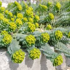 [4901] EUPHORBIA MYRSINITES