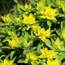 [4906] EUPHORBIA POLYCHROMA