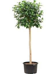 [5167] FICUS AUSTRALIS - TIGE (Persistant, 5 à 10 m)