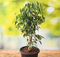 FICUS BENJAMINA