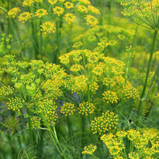 [5244] FOENICULUM VULGARE FENOUIL (Caduc, 150/200)