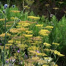 [5249] FOENICULUM VULGARE GIANT BRONZE' (Caduc, 150/200)