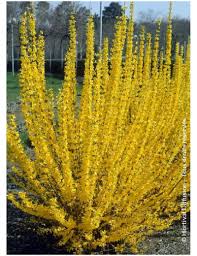 FORSYTHIA INTERMEDIA LYNWOOD