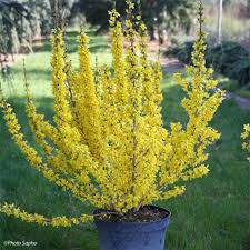 FORSYTHIA INTERMEDIA MIKADOR