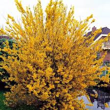 [5267] FORSYTHIA INTERMEDIA SPECTABILIS (Caduc, 200/250)