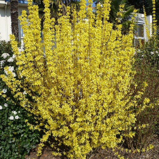 [5273] FORSYTHIA INTERMEDIA SPRING GLORY (Caduc, 200/250)