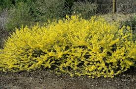 [5263] FORSYTHIA INTERMEDIA MAREE D'OR (Caduc, 100/150)