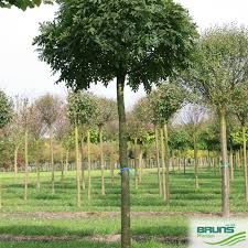 FRAXINUS EXCELSIOR GLOBOSA (E. NANA) - TIGE