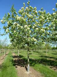 [5349] FRAXINUS ORNUS - TIGE (Caduc, 5 à 10 m)