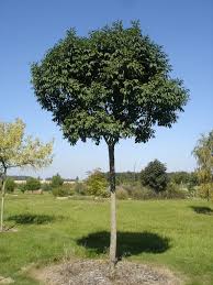FRAXINUS ORNUS MECZEK - TIGE