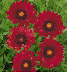 GAILLARDIA BOURGOGNE ROUGE
