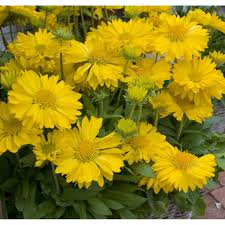 GAILLARDIA CHLOE JAUNE